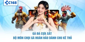 Gà Đá Cựa Sắt - Bộ Môn Chọi Gà Hoàn Hảo Dành Cho Kê Thủ