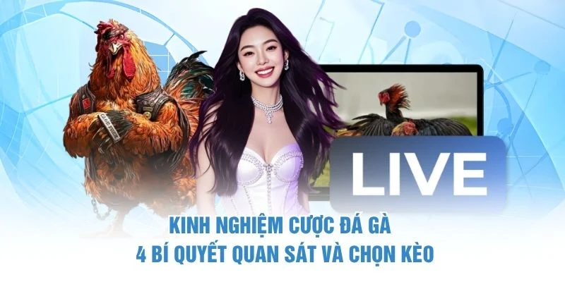 Kinh Nghiệm Cược Đá Gà – 4 Bí Quyết Quan Sát Và Chọn Kèo 1 Kinh Nghiệm Cược Đá Gà – 4 Bí Quyết Quan Sát Và Chọn Kèo
