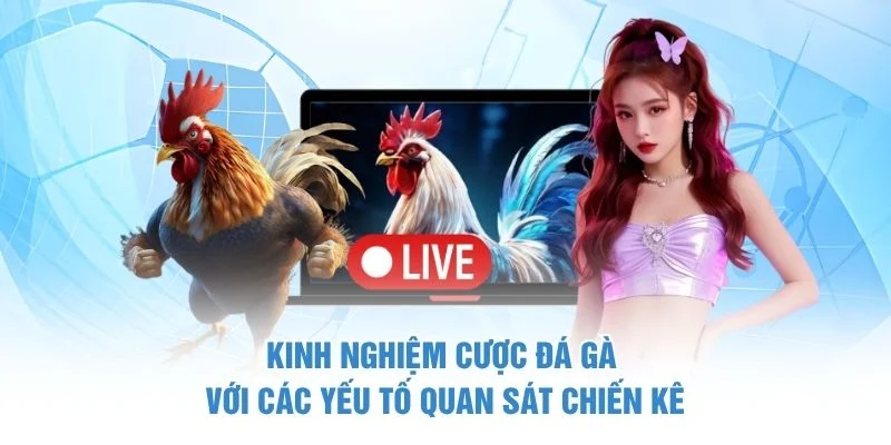 Kinh nghiệm cược đá gà với các yếu tố quan sát chiến kê