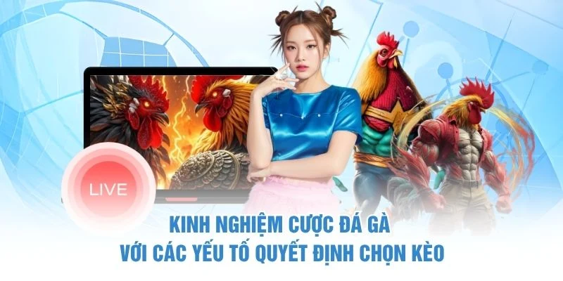 Kinh nghiệm cược đá gà với các yếu tố quyết định chọn kèo