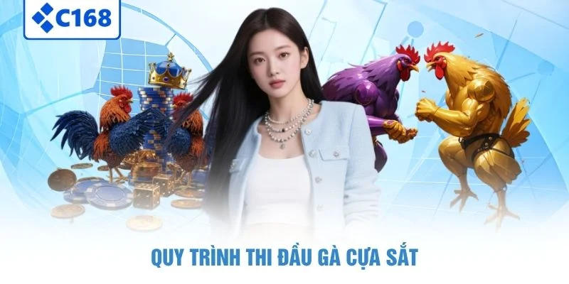 Quy trình thi đầu gà cựa sắt
