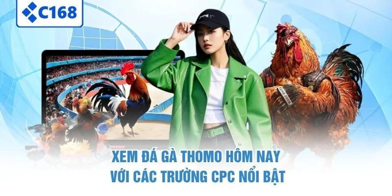 Xem đá gà Thomo hôm nay với các trường CPC nổi bật