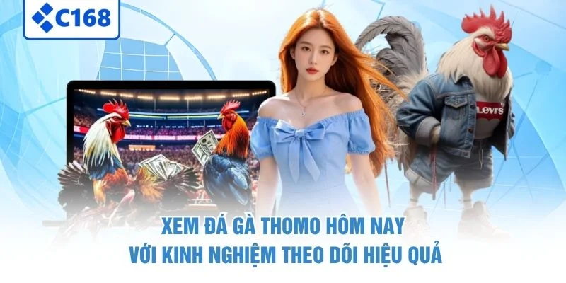 Xem đá gà Thomo hôm nay với kinh nghiệm theo dõi hiệu quả